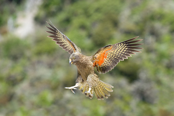 Incoming kea