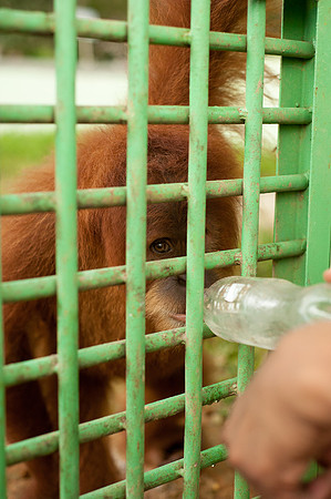 Medan Zoo, North Sumatra, Indonesia