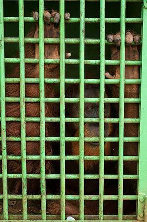 Medan Zoo, North Sumatra, Indonesia
