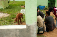 Medan Zoo, North Sumatra, Indonesia