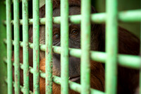 Medan Zoo, North Sumatra, Indonesia