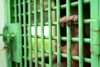 Medan Zoo, North Sumatra, Indonesia
