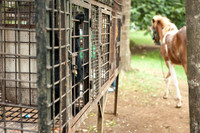 Medan Zoo, North Sumatra, Indonesia