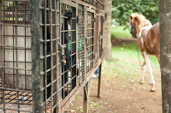 Medan Zoo, North Sumatra, Indonesia