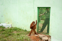 Medan Zoo, North Sumatra, Indonesia
