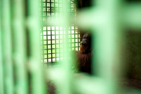 Medan Zoo, North Sumatra, Indonesia