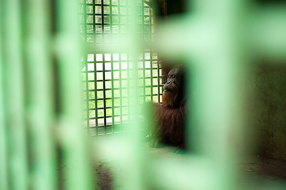 Medan Zoo, North Sumatra, Indonesia
