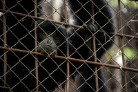 Medan Zoo, North Sumatra, Indonesia