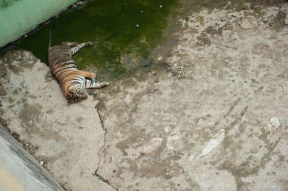 Medan Zoo, North Sumatra, Indonesia