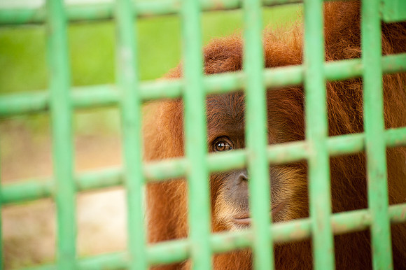Medan Zoo, North Sumatra, Indonesia