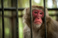 Medan Zoo, North Sumatra, Indonesia