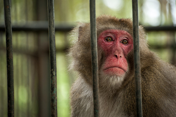 Medan Zoo, North Sumatra, Indonesia