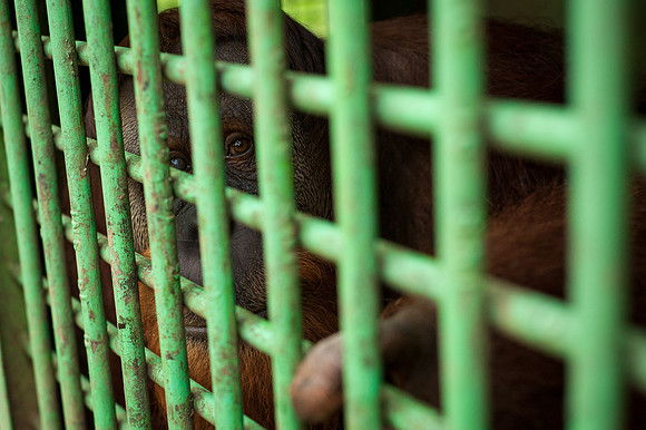 Medan Zoo, North Sumatra, Indonesia