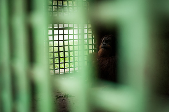 Medan Zoo, North Sumatra, Indonesia