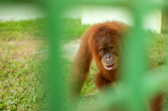 Medan Zoo, North Sumatra, Indonesia