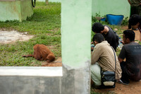 Medan Zoo, North Sumatra, Indonesia