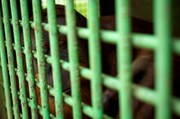 Medan Zoo, North Sumatra, Indonesia
