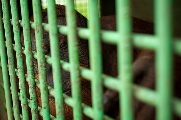 Medan Zoo, North Sumatra, Indonesia