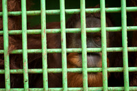 Medan Zoo, North Sumatra, Indonesia