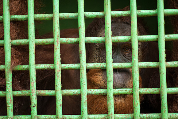 Medan Zoo, North Sumatra, Indonesia