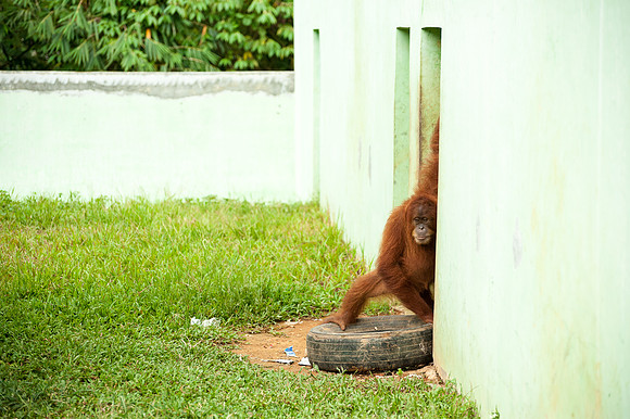 Medan Zoo, North Sumatra, Indonesia