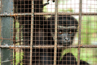 Medan Zoo, North Sumatra, Indonesia