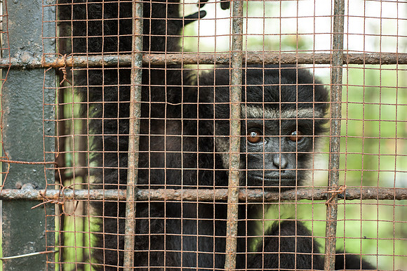 Medan Zoo, North Sumatra, Indonesia