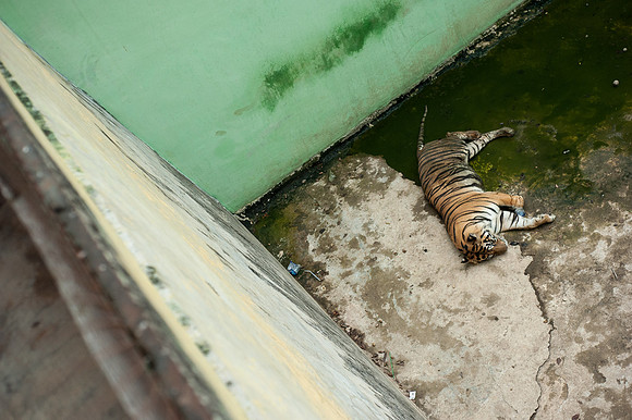 Medan Zoo, North Sumatra, Indonesia
