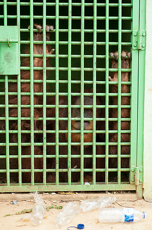 Medan Zoo, North Sumatra, Indonesia