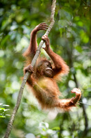 16/04/14 Sumatran orangutans, Bukit Lawang, Indonesia
