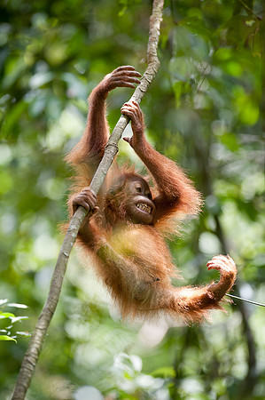 16/04/14 Sumatran orangutans, Bukit Lawang, Indonesia