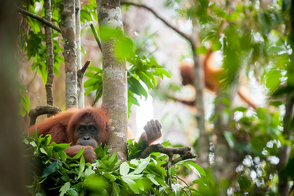 16/04/14 Sumatran orangutans, Bukit Lawang, Indonesia