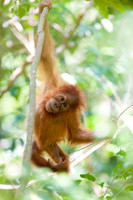 16/04/14 Sumatran orangutans, Bukit Lawang, Indonesia