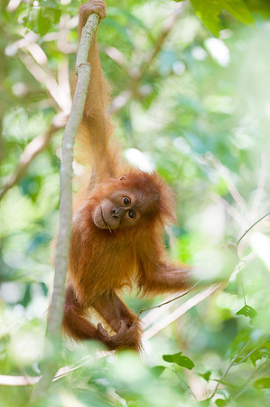 16/04/14 Sumatran orangutans, Bukit Lawang, Indonesia