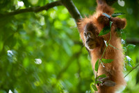 16/04/14 Sumatran orangutans, Bukit Lawang, Indonesia
