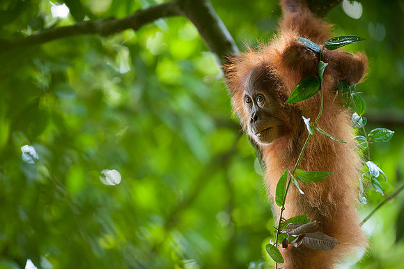 16/04/14 Sumatran orangutans, Bukit Lawang, Indonesia