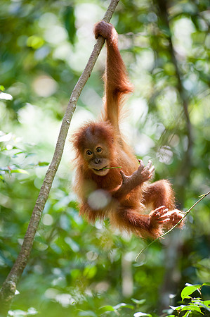 16/04/14 Sumatran orangutans, Bukit Lawang, Indonesia