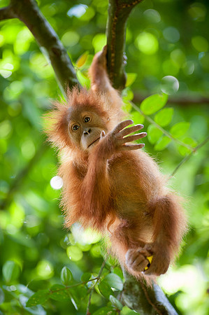 16/04/14 Sumatran orangutans, Bukit Lawang, Indonesia