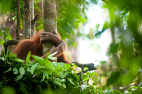 16/04/14 Sumatran orangutans, Bukit Lawang, Indonesia