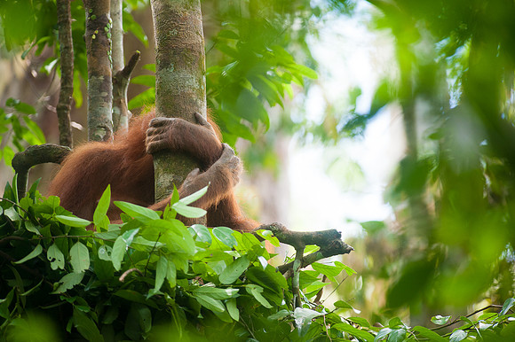 16/04/14 Sumatran orangutans, Bukit Lawang, Indonesia