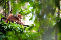 16/04/14 Sumatran orangutans, Bukit Lawang, Indonesia