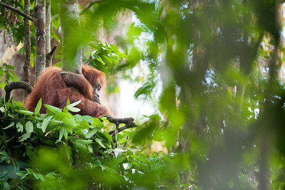 16/04/14 Sumatran orangutans, Bukit Lawang, Indonesia