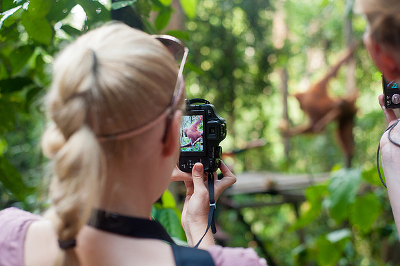 16/04/14 Sumatran orangutans, Bukit Lawang, Indonesia