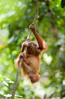 16/04/14 Sumatran orangutans, Bukit Lawang, Indonesia