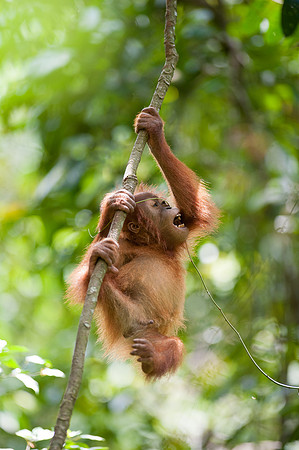 16/04/14 Sumatran orangutans, Bukit Lawang, Indonesia