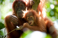 16/04/14 Sumatran orangutans, Bukit Lawang, Indonesia