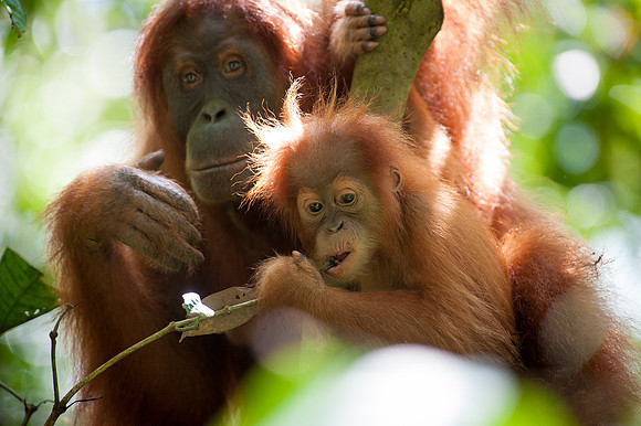 16/04/14 Sumatran orangutans, Bukit Lawang, Indonesia