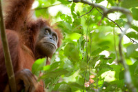 16/04/14 Sumatran orangutans, Bukit Lawang, Indonesia