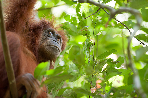 16/04/14 Sumatran orangutans, Bukit Lawang, Indonesia
