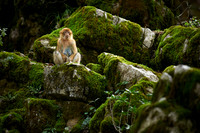 Searching for macaques in Morocco
